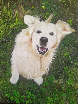 Golden retriever oil paintings